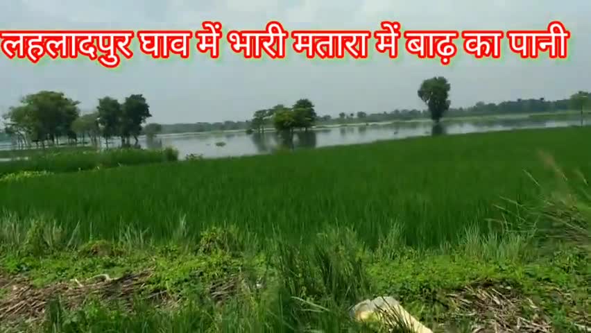 #तेतरिया निवास के लहलाद पुर घाव में वाड no 10 में बाढ़ का पानी से खेती का भारी मतारा में नुकसान#