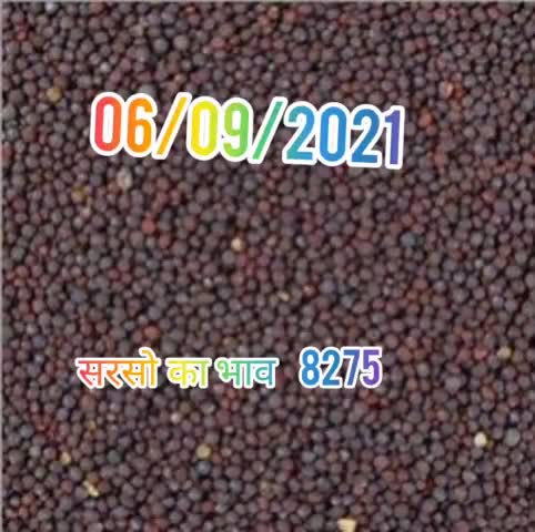 06/09/2021 सरसों का भाव 8275
#सरसों #mustard