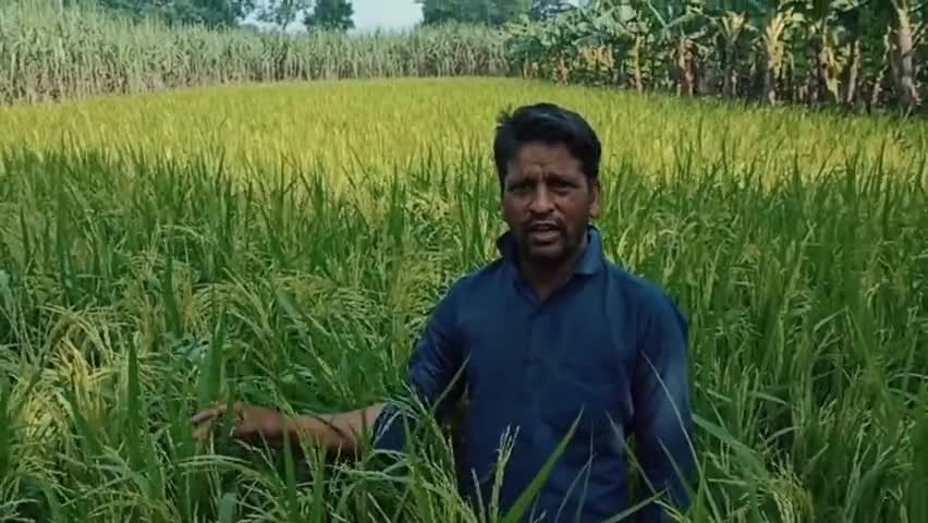 सवाना सीड्स की 110-115 दिन की अवधि में पककर तैयार हो जाती है यह धान ##वरदान##और किसान भी हो जाता है खुशहाल