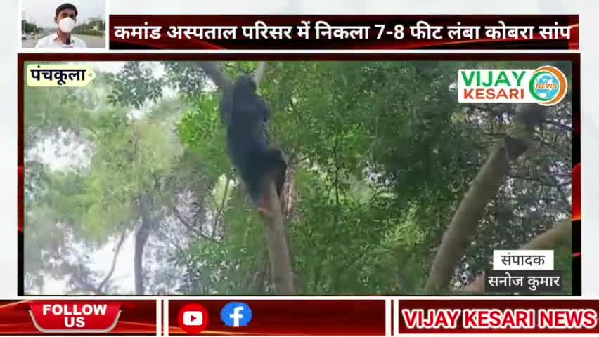 कमांड अस्पताल परिसर में निकला 7-8 फ़ीट लंबा कोबरा सांप ! कड़ी मसक्कत के बाद किया रेस्क्यू ! #nigamupadate