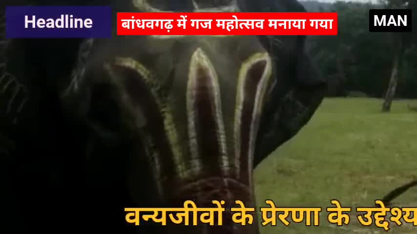 #mss #MAN
 बांधवगढ़ में मनाया गया हाथी महोत्सव