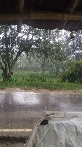 तारडीह: मौसम खराब मूसलाधार बारिश से क्षेत्र हुआ अस्त-व्यस्त
#rainyday #rain #wetherupdate