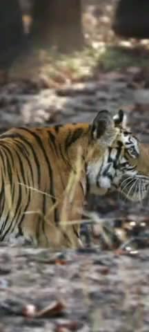बनबेही फीमेल t32 की मौत की सुलझी गुत्थी वन अमले ने तीन शिकारियों को किया गिरफ्तार एक अभी भी फरार।#शिकारी गिरफ्तार_बाघिन