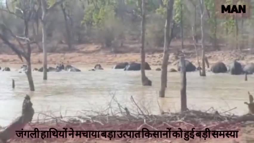 #mss #MAN
 हाथियों ने मचाया बड़ा उत्पाद