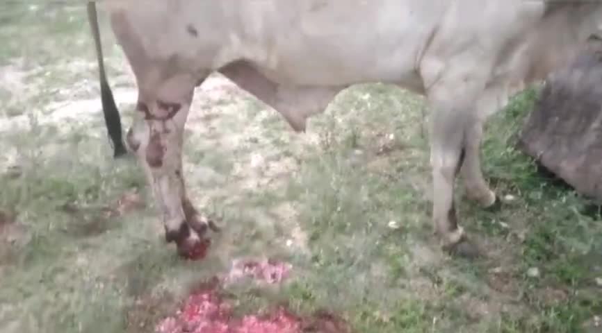 *ट्रक चालक की लापरवाही भारी हादसा होते टला*
#kalandri#rajasthan#india #news #Sirohi #animallover