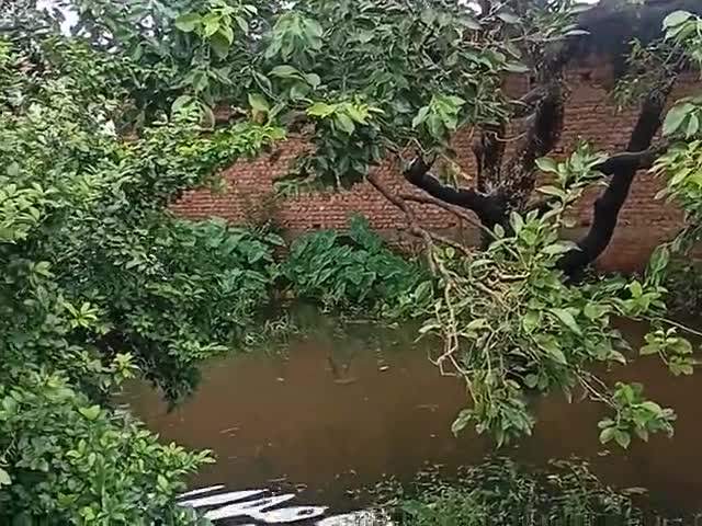सहजनवा: बंदर एक दूसरे के कंपटीशन में ऊपर से कूद रहे हैं, पानी में काफी टाइम व्यतीत कर रहे हैं #बंदर #बरसात #npsahjanwa﻿ #deejit