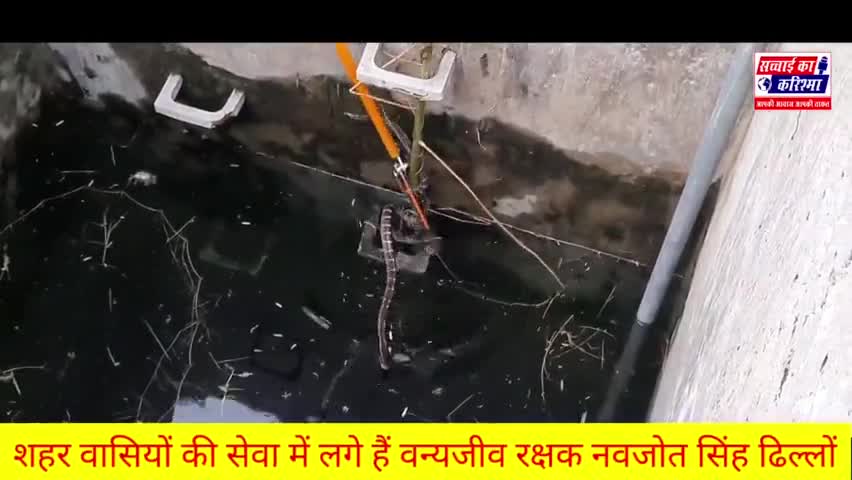 शहर की सेवा में लगे वन्यजीव नवजोतढिल्लों लोगों के घर मैं #सांप #रेस्क्यू कर सुरक्षित जंगलों में छोड़ देते हैं 9812726181