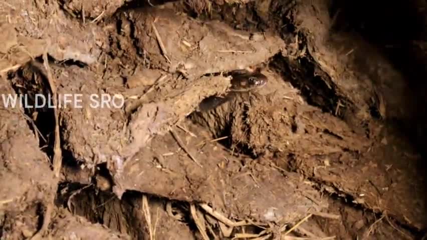 सरकण्डी गाँव में एक विषैले नाग ने एक बेजुबान को बनाई अपनी खुराख #wildlifesro #wsro