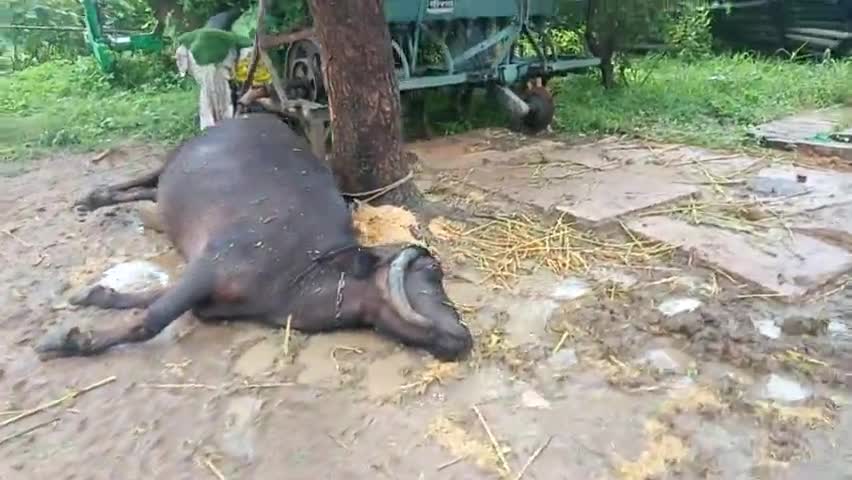 बासोदा: आज ग्राम मंग्रोद गंज बसौदा में बिजली गिरने से गर्भबती भेश की हुई मृत्यु #newsnation_team #ankitsharma
#sed #mosam
