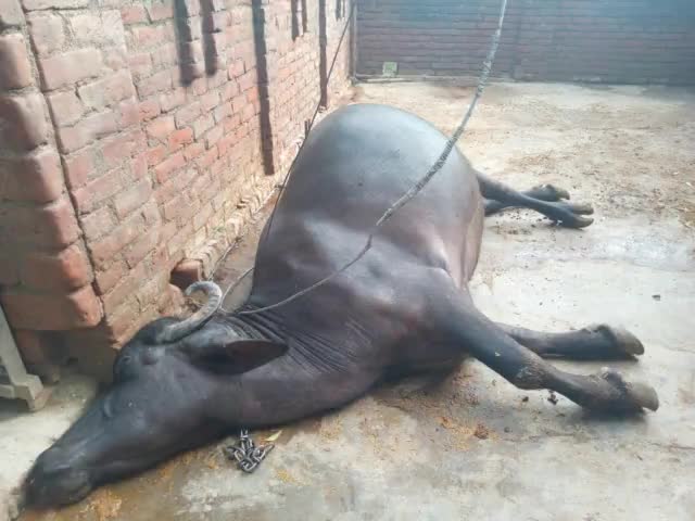 #चौड़गरा बिजली के तार टूट कर गिरने से मरी भैंस
#alokgaud #fatehpur