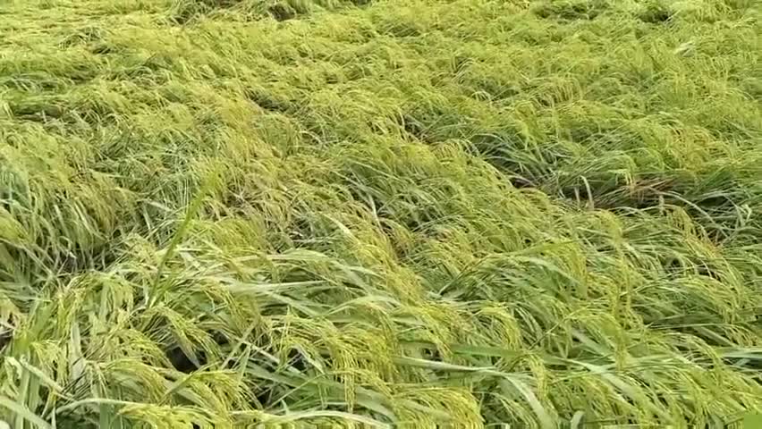 अम्बेडकर के टाण्डा ब्लाक में 27तारिख को आंधी बारिश से धान की फसल को भारी नुक़सान।
#अम्बेडकरनगर