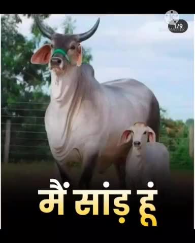 #बेज़ुबान मासूम #जानवरों को सड़कों पर वाहन से कुचल आगे बढ़ जाना या फिर उन्हें तड़पते हुआ देख कर अनदेखा कर देना आजकल के #महत्वाकांक्षी लोगों की फितरत बन चुकी है