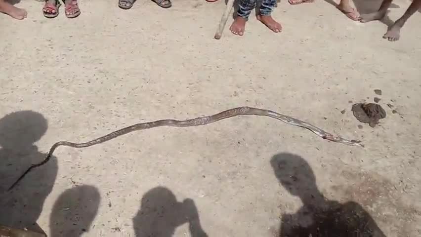 दरौली: #darauli#prakhand ke #done bujurg me ranjit Yadav ke ghar men#dhabin sap mara gya hai#