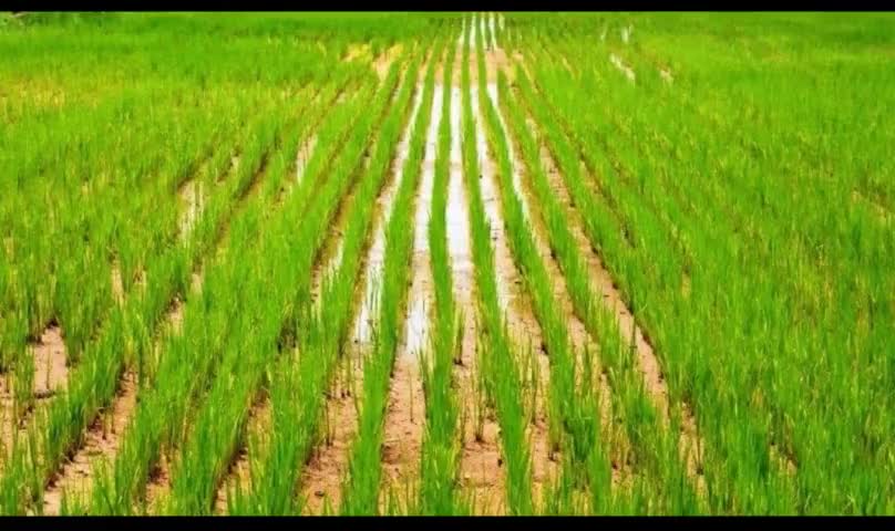 #KCN TV.# खुशियों की बारिश  : झारखंड में शत प्रतिशत  धान की खेती ।