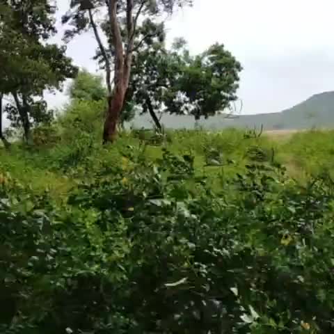 जमुई: जमुई क्षेत्र में दो दिन लगातार बारिस गरमी से राहत और किसानों में ख़ुशी कुछ लोग परेशान भी #jamui #kheti