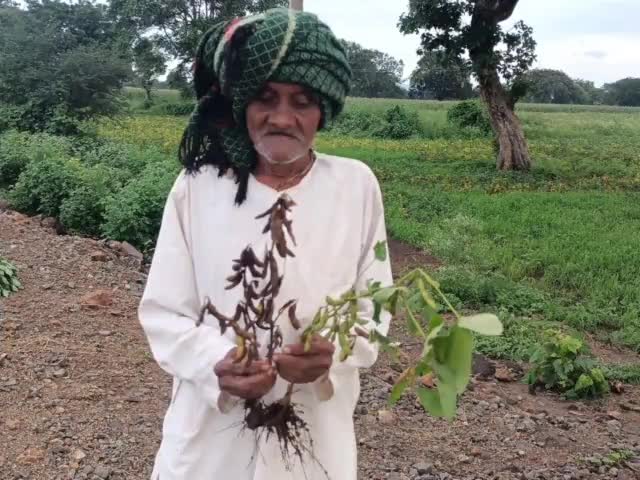 गोगावां: गोगांवा बिस्टान क्षेत्र में सोयाबीन फसल पर प्रतिकूल मौसम की मार से उपज बुरी तरह प्रभावित #खेती_किसानी