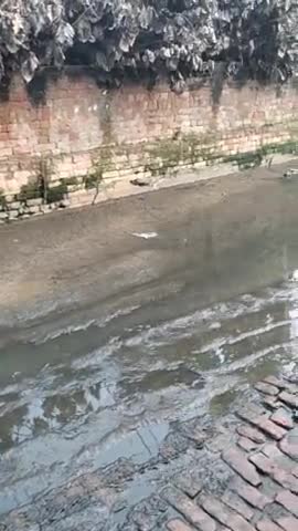 मवाना: शाहकुलीपुर मैं जलभराव की समस्या बच्चों को आने-जाने में हो रही है परेशानी
#dengu##meerut#Mawana#machara