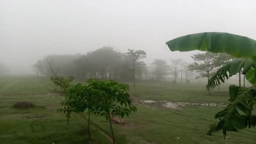 मुशहरी: #muzzafarpur  #minapur हर शेर गांव में धन को लेकर कोहरा शुरू हो गया है आज देखते