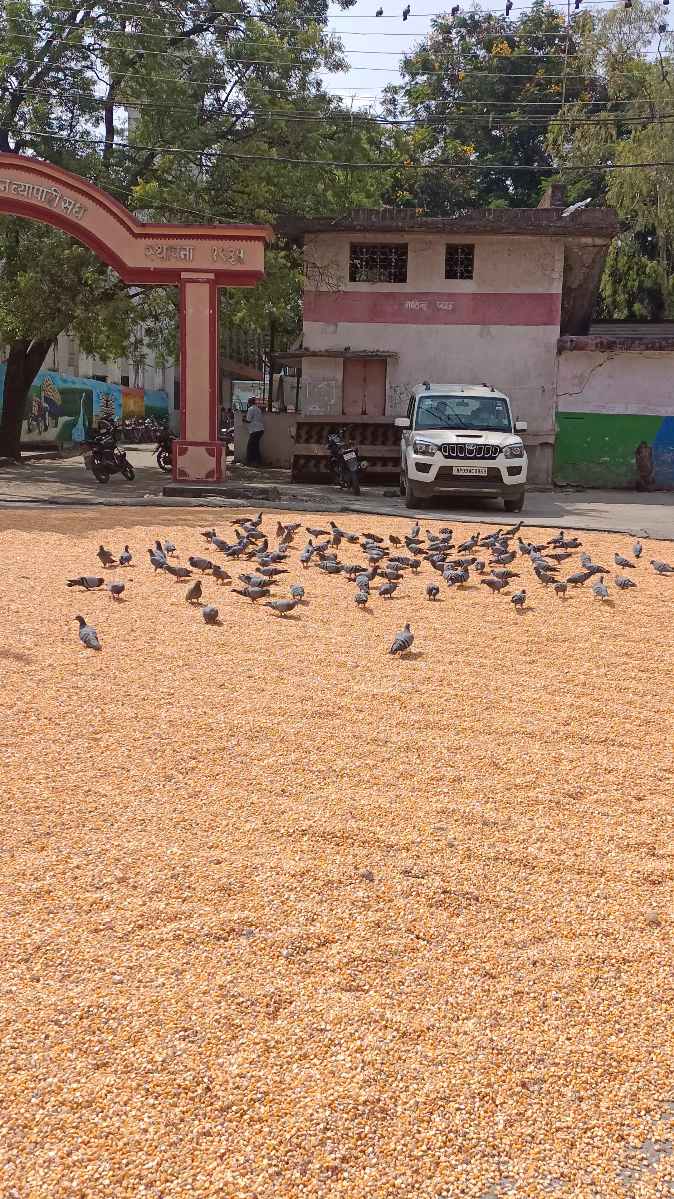 #anaj Mandi Indore
kabutar ka najara 🕊️