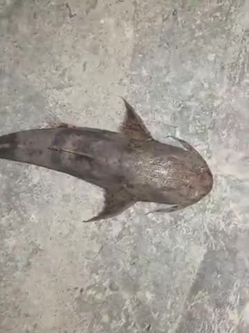 जौनपुर: Mili 1 amozon nadi ki dengerous fish  public#app # official.