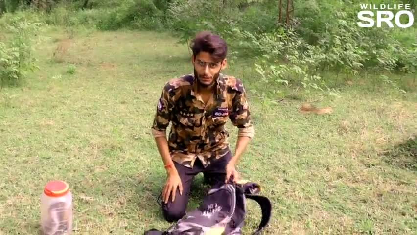 जंगल में साँपो को आजाद करने का रोमांचक वीडियो
#wildlifesro #snake