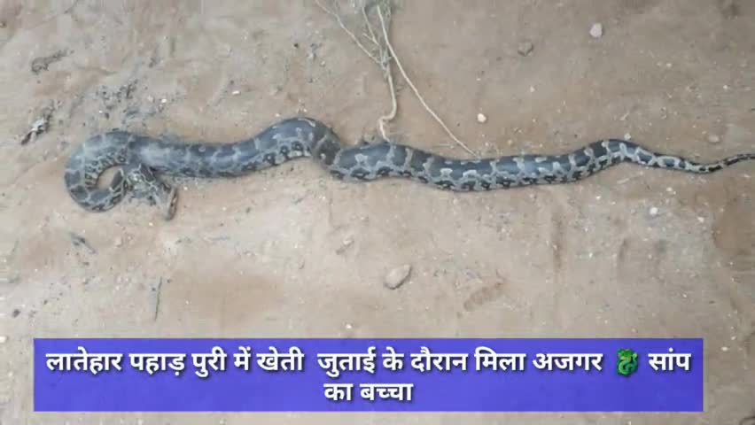 पहाड़ पुरी लातेहार में मिला अजगर सांप का बच्चा वन विभाग की टीम पहुची सुचना देते ही #लातेहार #अजगर #वन_विभाग