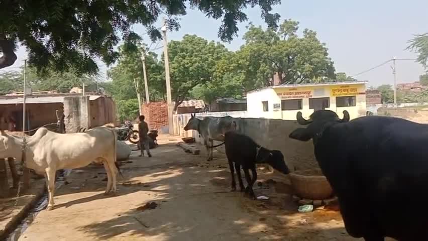 इटावा के ब्लाक #बसरेहर की ग्राम पंचायत आशानंदपुर के प्राथमिक पाठशाला के बाहर गंदगी का अंबार लोग सड़कों पर बांध रहे पशु