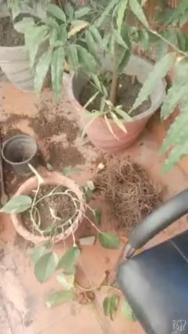 bitiya ko bhi plant se pyar krna sikhya #kids #housewife
