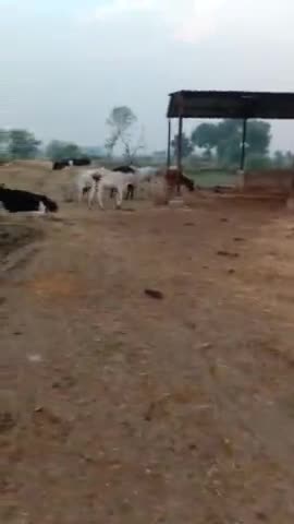 रायपुर, गभाना की गऊशाला में दो पशुओं की मौत , प्रधानजी नहीं दे रहे कोई ध्यान| 
#saveanimals #savecow #breaking