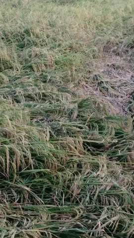 रायसेन: Kisan ko dhan ka bonas deya jaye #jaykisan