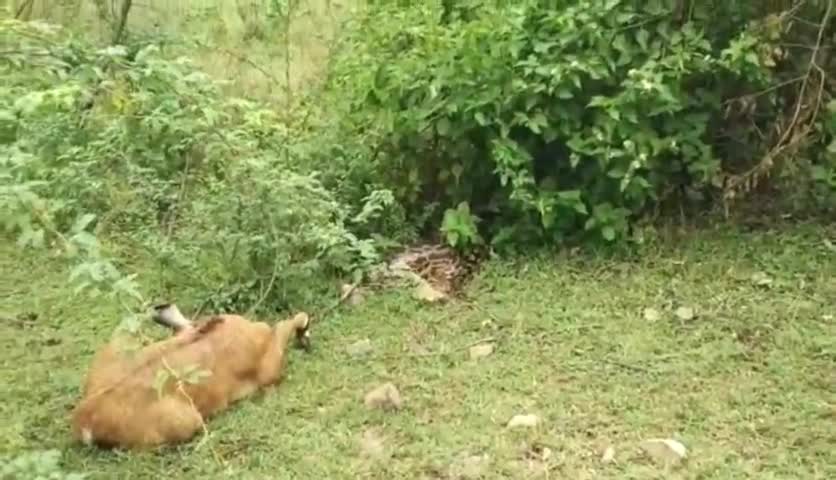 भीलवाड़ा: उपनगर पुर में पातोला महादेव के पास खेत में 12 फीट लंबा और 40 किलो वजनी अजगर ने नीलगाय के बच्चे का किया #शिकार