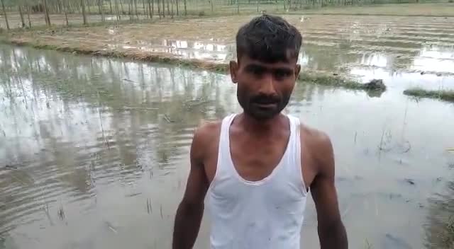 मीरगंज: बारिश से खराब हुई धान की फसल#kishanproblam#kishanproblams