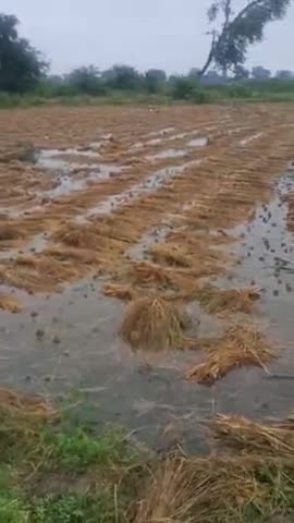 हाथरस: हाथरस के ग्राम शहजादपुर में बारिश से धान की फसल हुई  बेकार  किसानों ने मायूसी जताई
#शहजादपुर