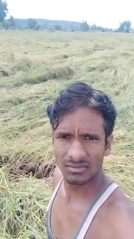 गोटेगांव: 16अक्टूबर2021 शनिवार की शाम को 7:00 बजे
 धान की लहलहाती हुई फसल तेज ###आधी तूफान और झमाझम बारिश﻿@﻿@﻿@ के कारण हुई हताहत
