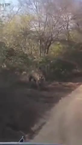 Ranthambore National park
Sawai Madhopur #मनोरंजन #tiger
#ranthambhore