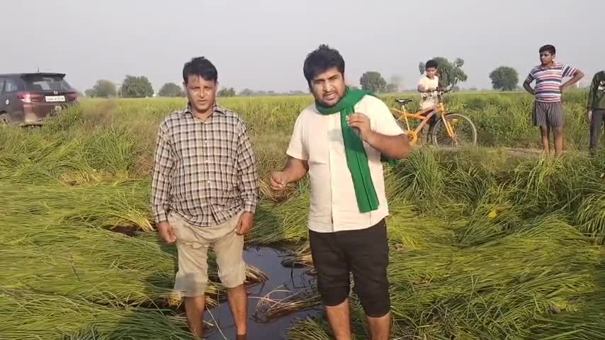 #प्राकृतिक #आपदा के रूप में आयी असमय बारिश से #धान #किसान को बड़ा नुक़सान, देखिए खेतों के हालात, मुआवजा दे #सरकार