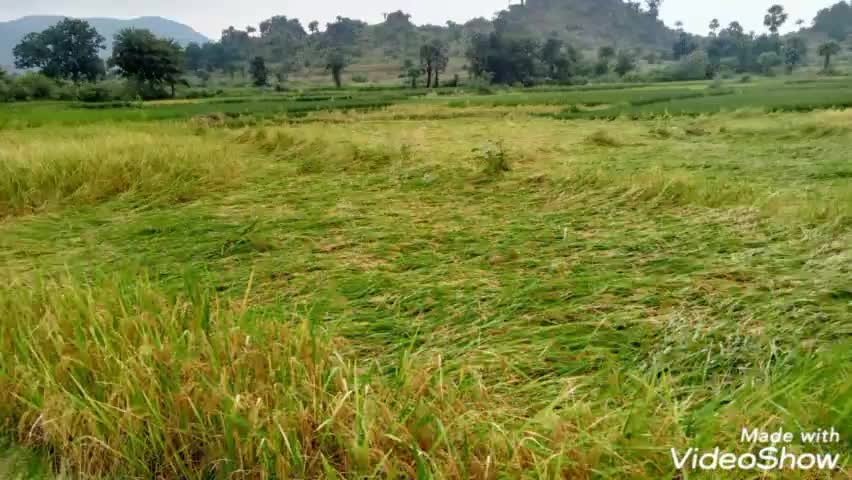 मौसम की मार किसान हुए बेहाल#किसान#indian farmer#indiapublic #jharkhandbreakingnews #weathernews