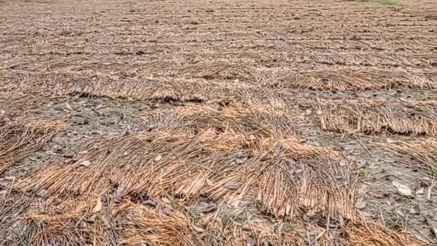 मोतिहारी: जिले के प्राय:सभी प्रखंडो मे अक्टुबर माह मे हुए बारिश ने किसानो की कमर तोड दी है। पूरे #चंपारण मे प्रकृति का व्यापक कहर