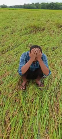 Be #mosam #barish ne dhan ki #fasal ko kar diya nasht.