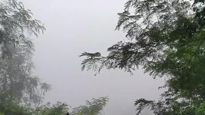 today's weather घना कोहरा #कोहरा #weatherupdates  #सलकनपुर