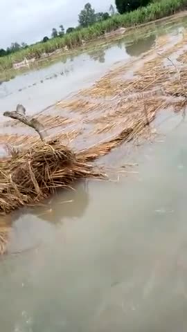 बीसलपुर: gram diyohana me bihari Barish ke karan kisano ka# hua nuksan #naval kishor