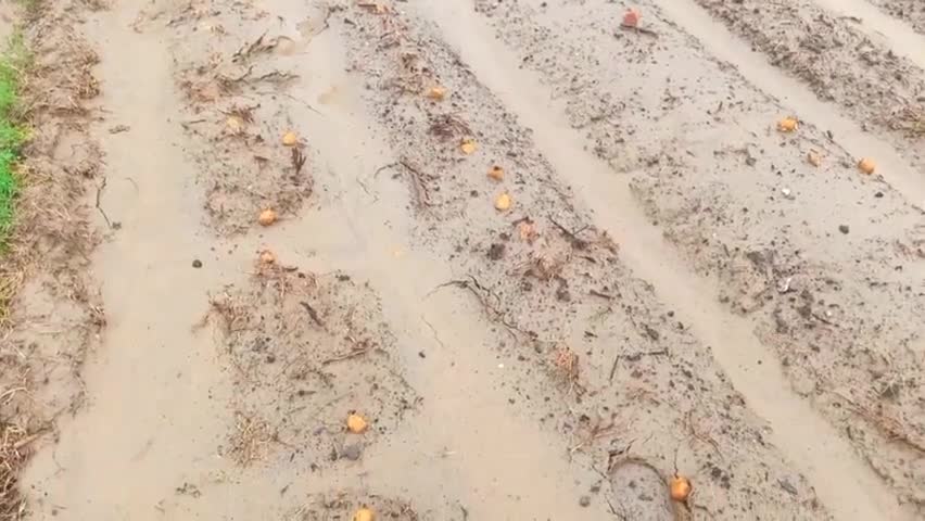 हसेरन: खाद डीजल की महंगाई ऊपर से कुदरत की पिटाई जिला कन्नौज ग्राम गुलरियनपुर्वा #आलू में की फसल हुई बर्बाद