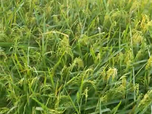 अमृतपुर: #goverment
fasal barbad