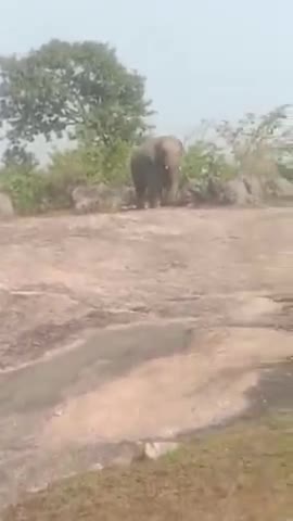 kawakol परखंड के रजबररीया गाँव के जंगल मै आया हाथी लोगो को पहुचा रहा नुकशान #video___ #kawakol #mahuliyatanr