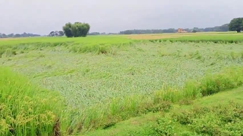 #गम्हरिया: प्रखंड के विभिन्न पंचायतों में #बेमौसम_बारिश के वजह से किसानों की फसलों को हुआ है भारी नुकसान।