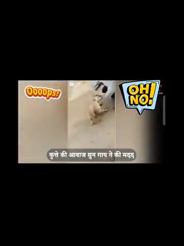 वायरल वीडियो एक शख्स ने कुत्ते को परेशान किया जिसके चलते हैं गाय ने उसे सी मार दिया#pvnnews #वायरल_वीडियो