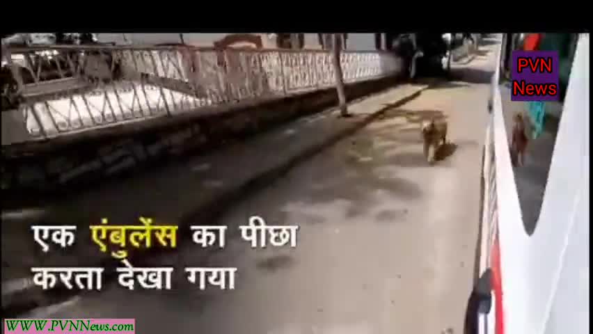 #वफादार: कुत्ते की वफादारी वायरल वीडियो में देखा जा सकता है जिसमें#pvn_news #वीडियो #ट्रेंडिंग