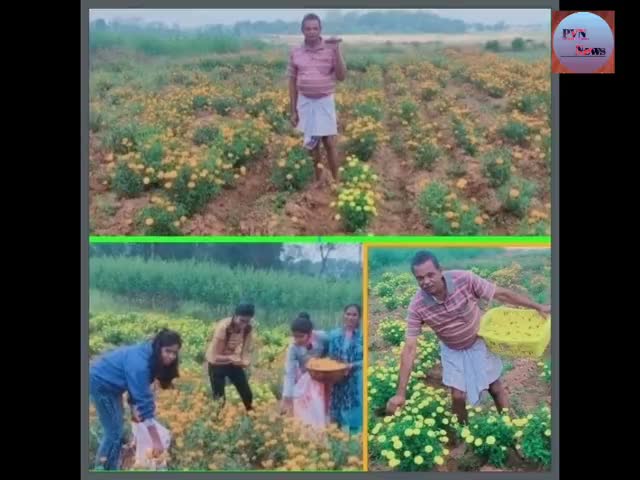 कभी अफीम की खेती के लिए बदनाम थी जिला आज वही गेंदा फूल बागियों से भरा#khunti#pvn_news#latest_locel_news #फुल#नई_पहल