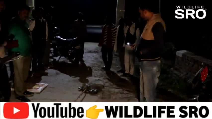 फतेहपुर राजकीय पॉलीटेक्निक गेट के सामने मछ्वारों के जाल में फँसे दो अजगर सांपो को सुरक्षित रेस्क्यू किया।#wildlifesro