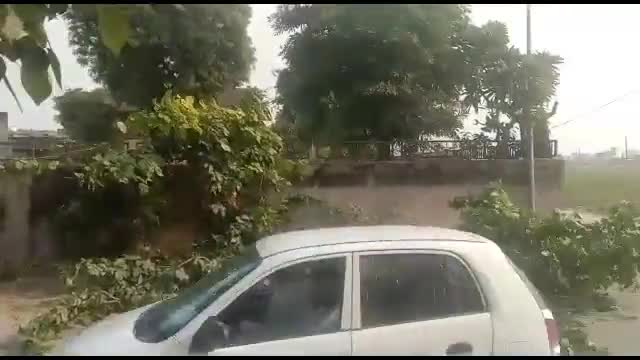 #गन्नौर #अवैध रूप से पेड काटने वाले बिजली विभाग अधिकारियों को क्या होगी सजा ?